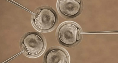 什么是4cb囊胚，移植成功率高吗？