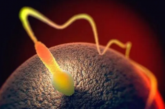 胚胎胶在试管移植中的双刃剑效应：正确用法助您成功率飙升