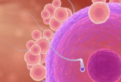 囊胚移植前必知：人工周期与自然周期，哪种更适合你？