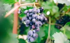 试管移植后，葡萄能吃吗？专家说：适量享用，没问题！