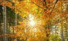 冷冻胚胎移植成功率高吗？受哪些因素影响？