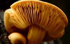 蘑菇虽好，试管移植后别乱吃！揭秘四大潜在风险