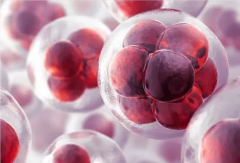 对比试管5天和6天养囊，附过来人成功心得！