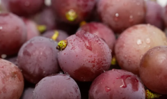 试管移植后，葡萄能否安心享用？专家这样说...