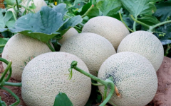 试管移植后能不能吃香瓜？哪些东西吃不得？