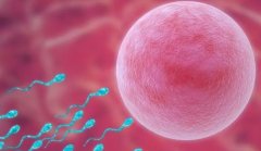 囊胚移植后，安全享用杨梅的正确姿势！移植饮食全攻略