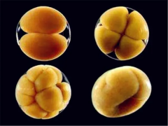 试管囊胚移植时间怎么选？时间长短有影响吗？