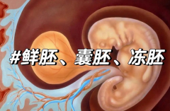 试管移植选鲜胚还是冻胚好？看完二者对比再下结论