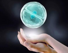 移植两个鲜胚，成功率几何？一文教你如何提高‌