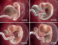 科普孕期胎儿变化情况，看看孩子身体怎么发育的