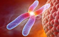 20号染色体倒位，试管怀孕是必经之路？揭秘染色体倒位危害