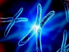 在日本做试管，性别选择是否合法？