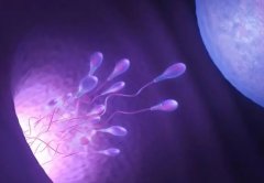 囊胚移植新突破：囊胚胶如何成为提升着床率的关键因素