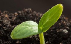 移植冻胚前降调：揭秘提高着床率的秘密武器