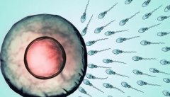 ‌试管促排长得慢，卵子质量是否堪忧？
