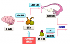 促黄体介绍素水平低，还能不能做试管？