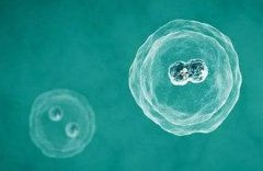 试管胚胎移植：鲜胚与冻胚的选择策略