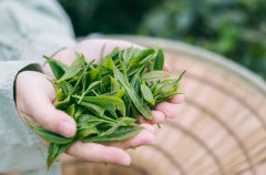 强碱性茶叶有助于生'男'孩，来看10种强碱性茶叶是哪些？