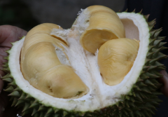 试管促排后为什么要吃榴莲？因为有这些好处！