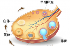 黄体破裂的症状是什么？治疗期间需要注意这些事情！