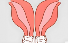 双子宫女性是不是更容易怀双胞胎？揭秘双子宫怀双胞胎的几率！