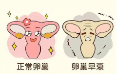卵巢早衰女性做试管的成功率究竟有多高？全面解析与指导