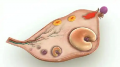 试管知识：什么是窦卵泡，发育过程是怎样的？