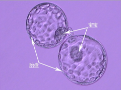 囊胚和胚胎区别大，详解二者之间有何不同！