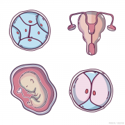 30岁女性做试管，放置几个胚胎能提高成功率？全面解析与专家建议