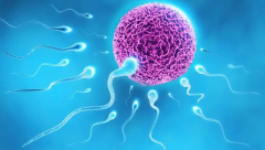 试管技术的成功率究竟有多高？全面解析影响成功率的因素与提升方法