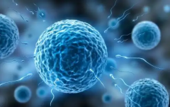 哪些人适合做囊胚移植？囊胚移植有什么优点？