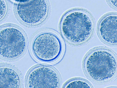 高龄只有一个卵泡能做试管吗？成功率有多少？