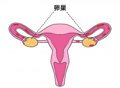 女性卵巢功能不好，做试管选哪种方案合适？