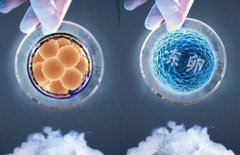 揭秘高龄试管：鲜胚与冻胚移植，哪个成功率更胜一筹？