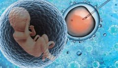 试管之路不再坎坷！专家详解提高成功率的关键步骤