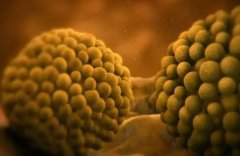 42岁高龄卵巢早衰，试管之路也能绽放成功之花！