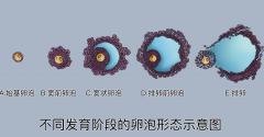 卵泡发育方法分享，对试管手术很有帮助！