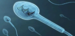 什么是精子dna碎片指数？指数多高才正常？