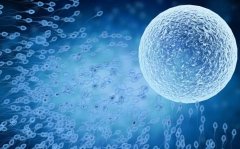 试管胚胎质量全解析：如何科学评估与选择最优胚胎？