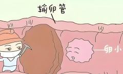 女性输卵管有问题能做试管吗？什么原因引发输卵管疾病？